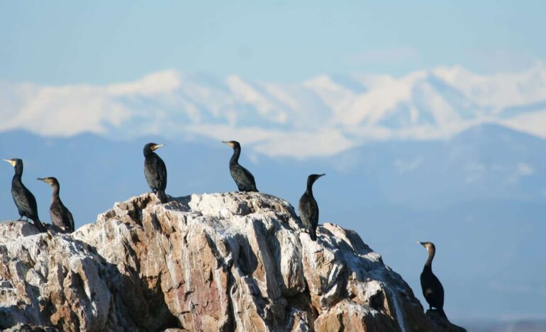 Ocells - Cap de Creus - Centre Europeu